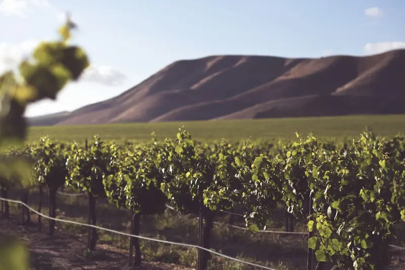 Vineyard rows on rolling hills