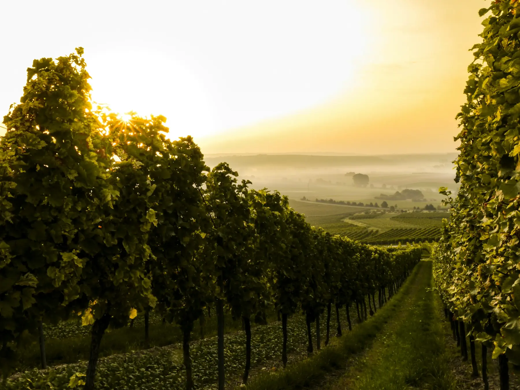 Vine rows at sunrise in Champagne