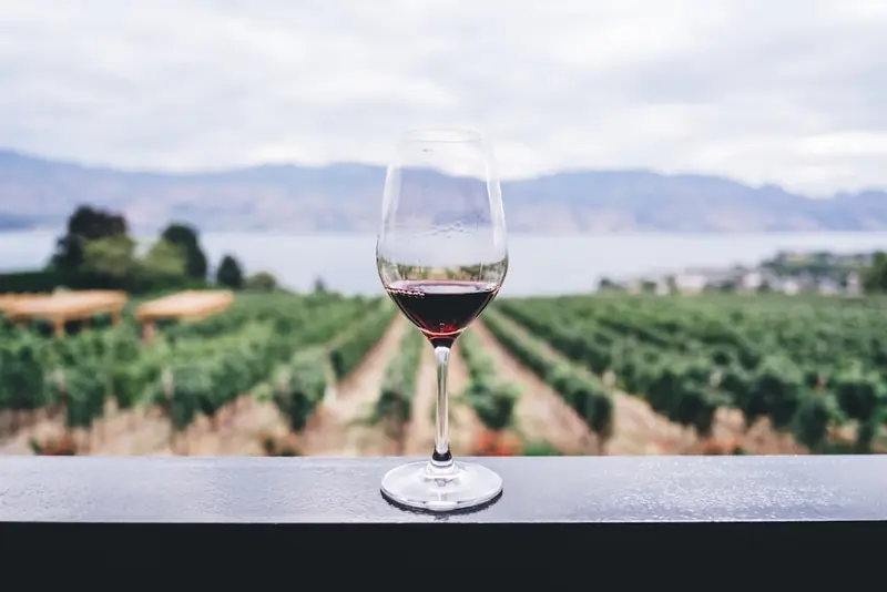A glass of wine overlooking the vines