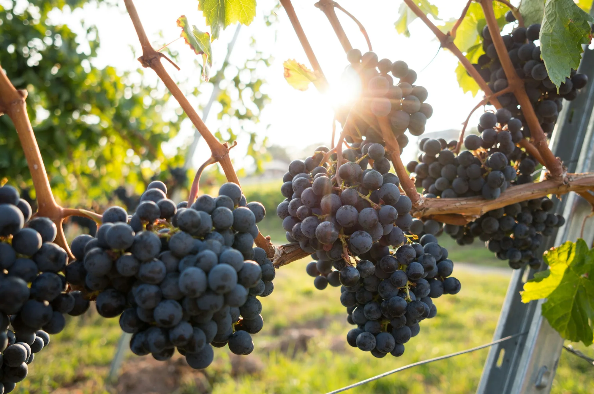 Grapes ripening on the vine