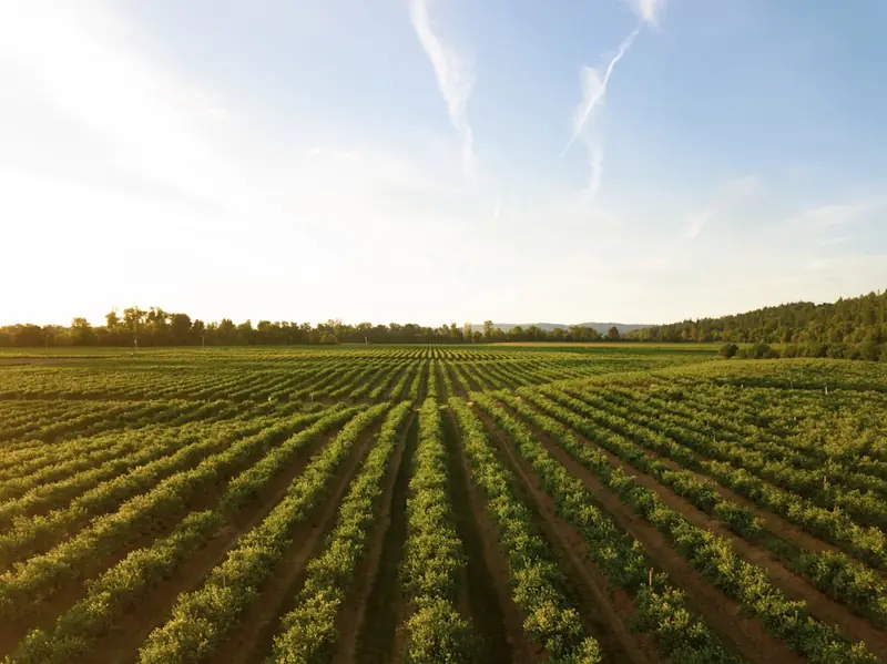 Vineyard rows from above